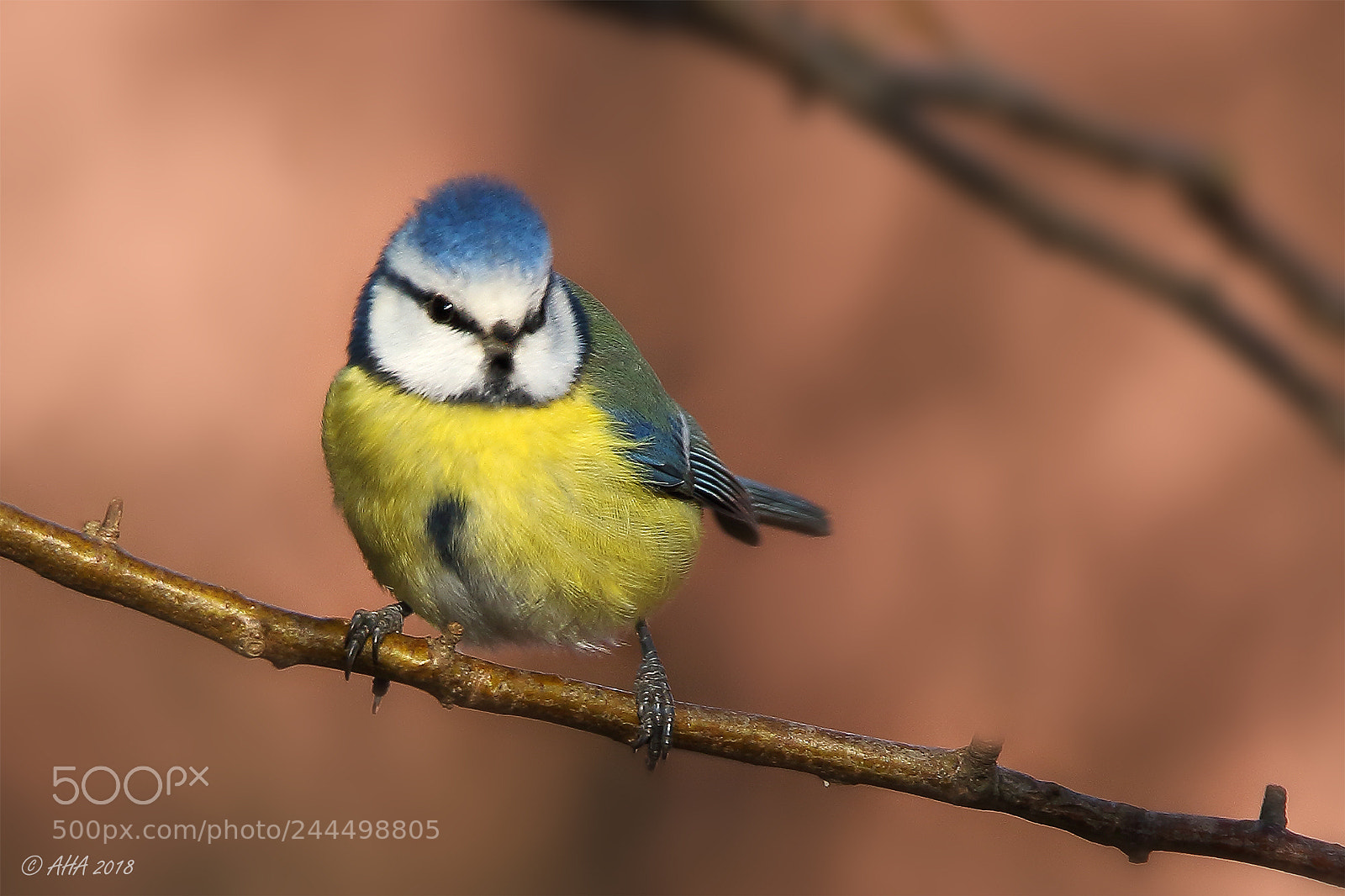 Canon EOS 7D Mark II sample photo. Blue tit photography