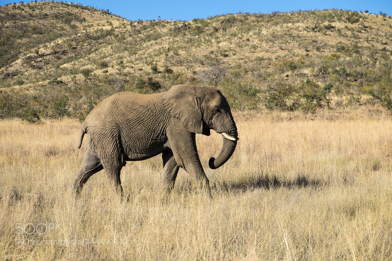 Fujifilm X-T1 sample photo. Elephant walking photography