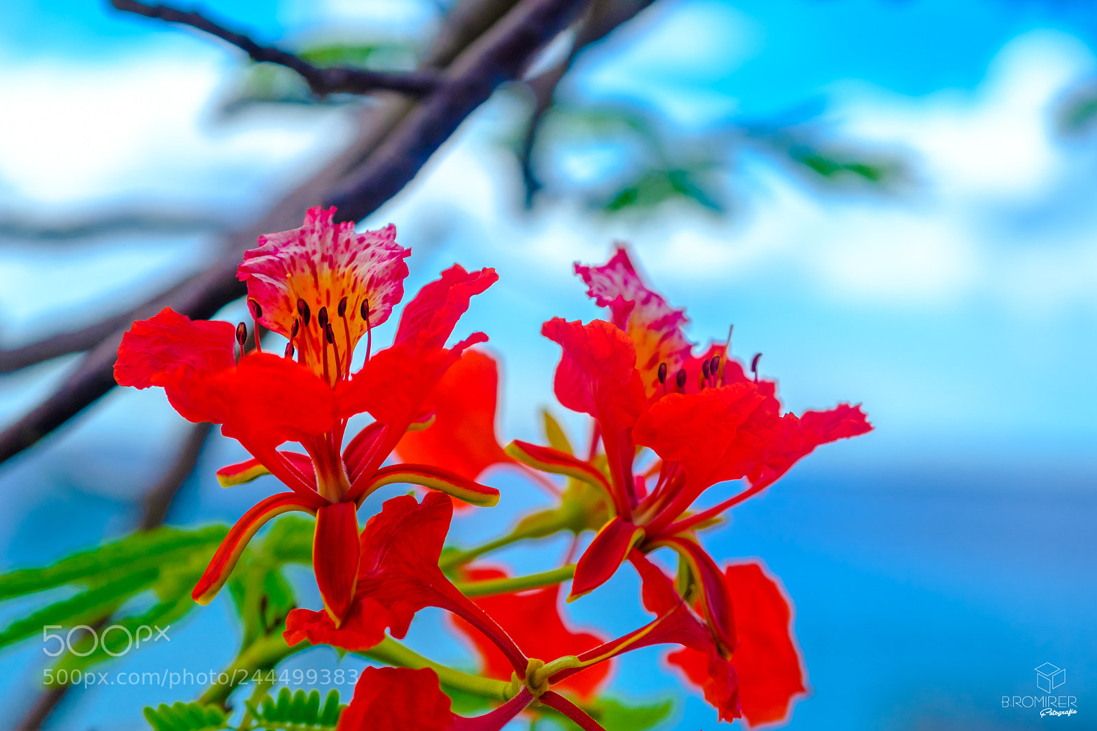 Fujifilm X-T2 sample photo. Red blossom photography