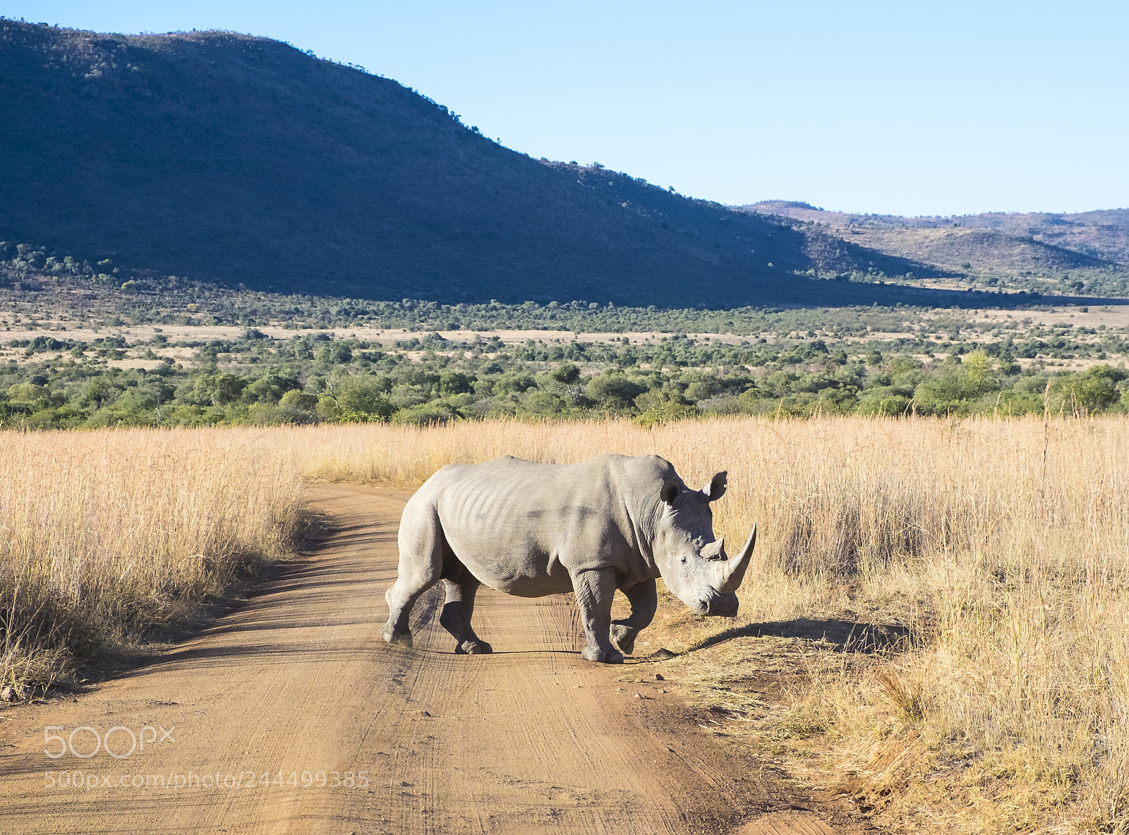 Fujifilm X-T1 sample photo. Rhino crossing photography