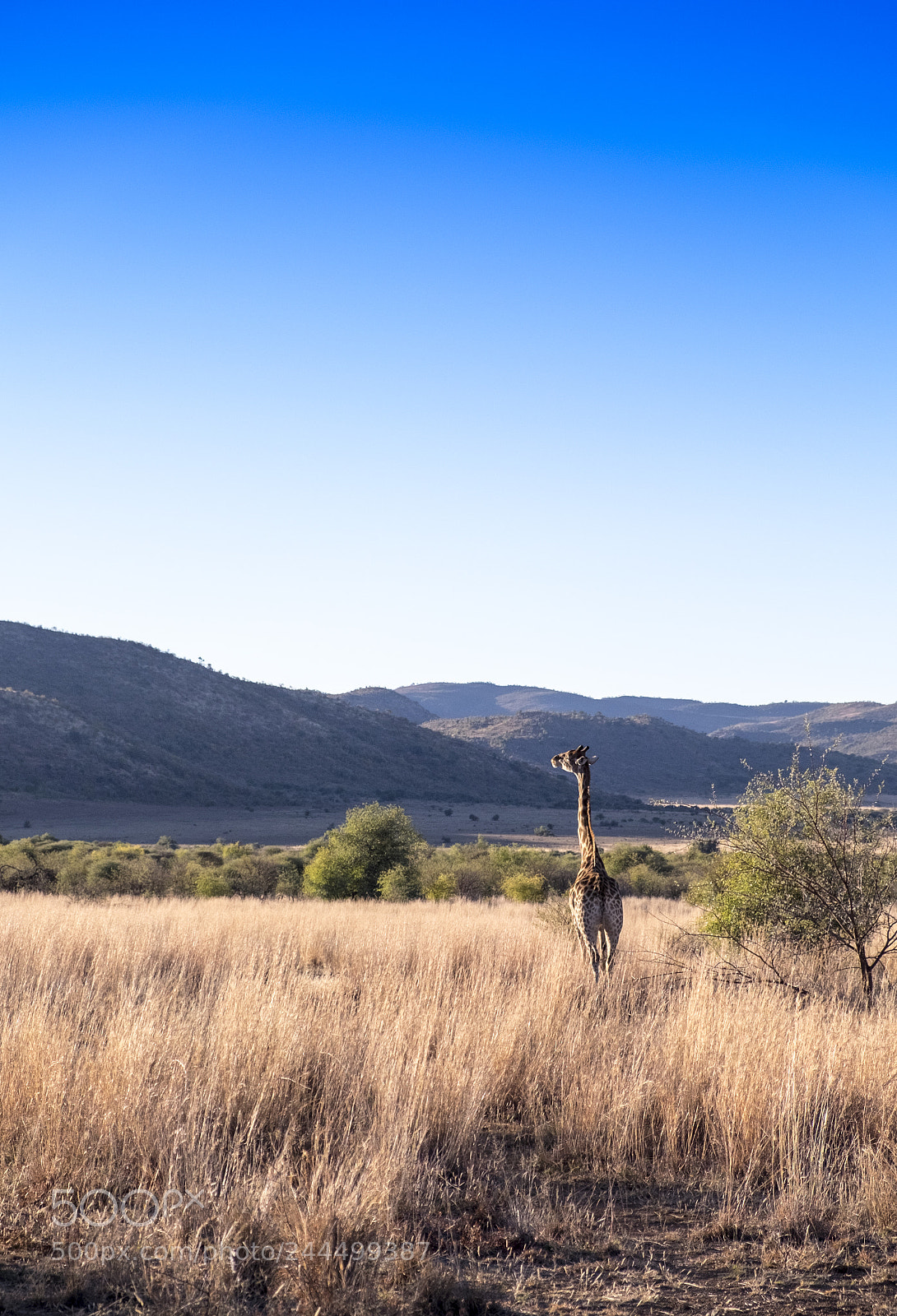Fujifilm X-T1 sample photo. Giraffe in the evening photography