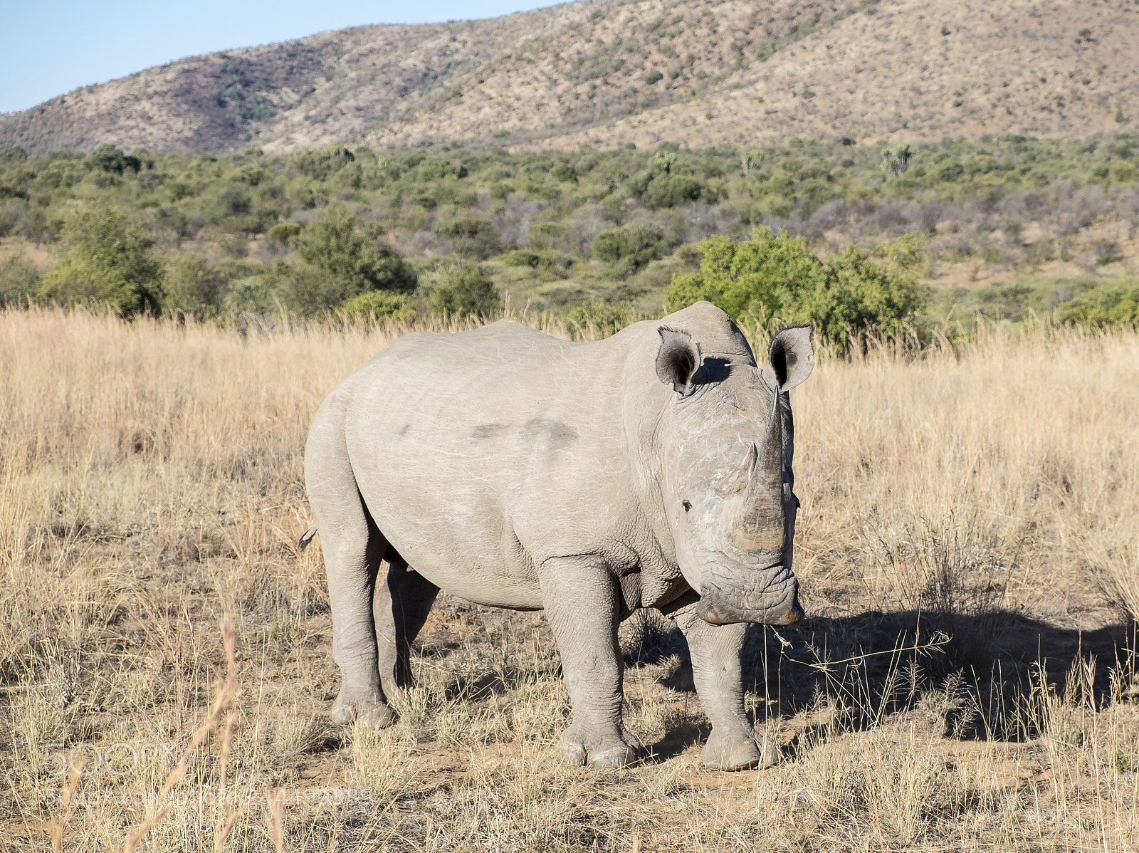 Fujifilm X-T1 sample photo. The rhino and me photography