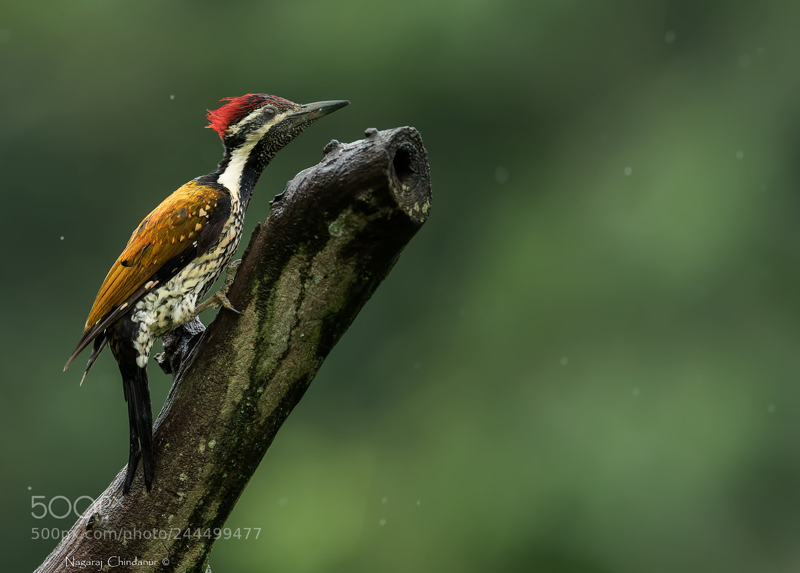 Nikon D5 sample photo. Golden back in rain photography