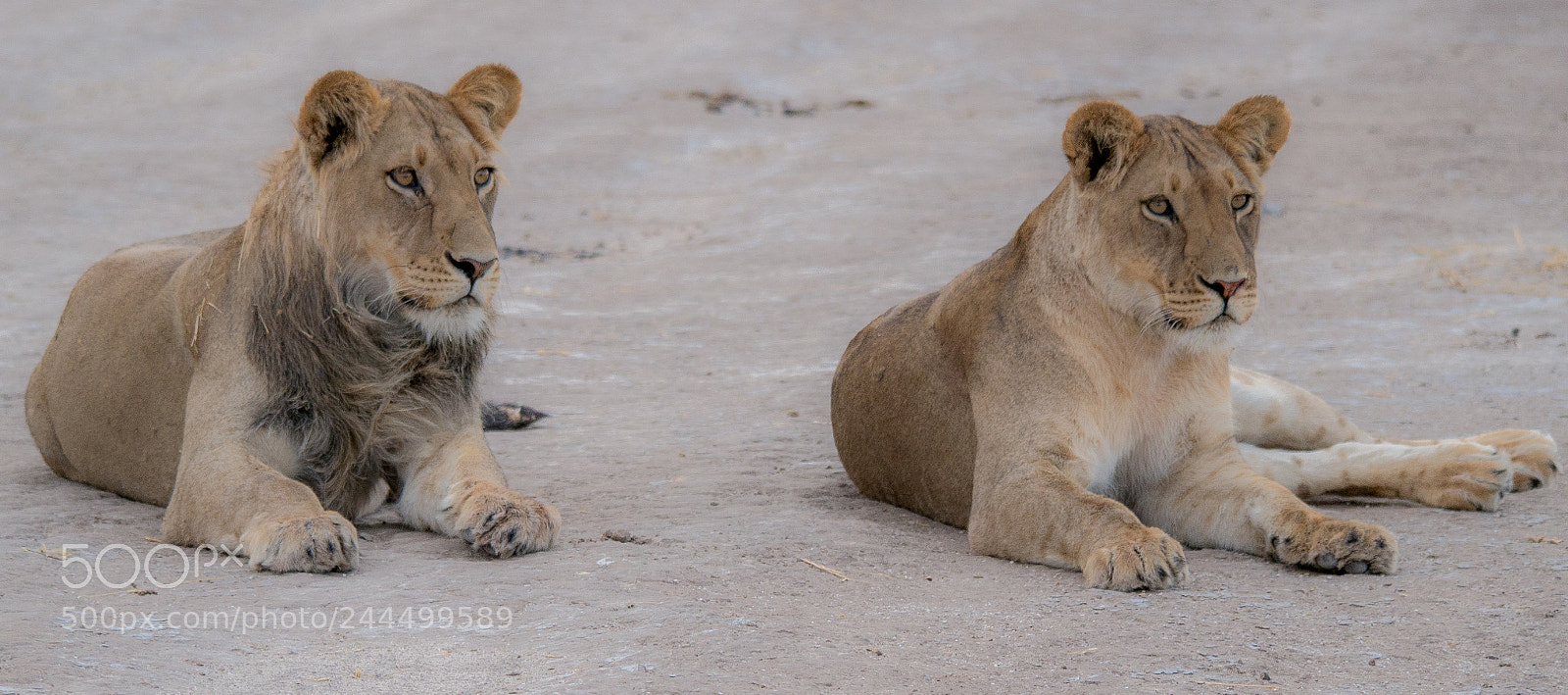 Panasonic DMC-G70 sample photo. Lion and lioness youngsters photography