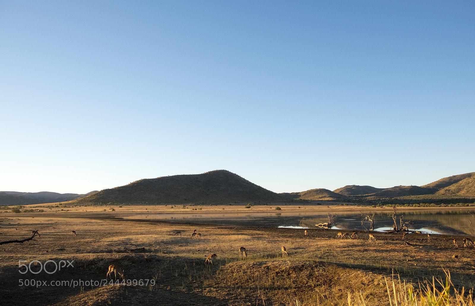 Fujifilm X-T1 sample photo. Savanna 2 photography
