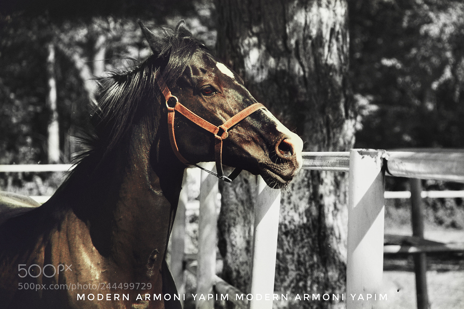 Canon EOS 60D sample photo. Black horse photography