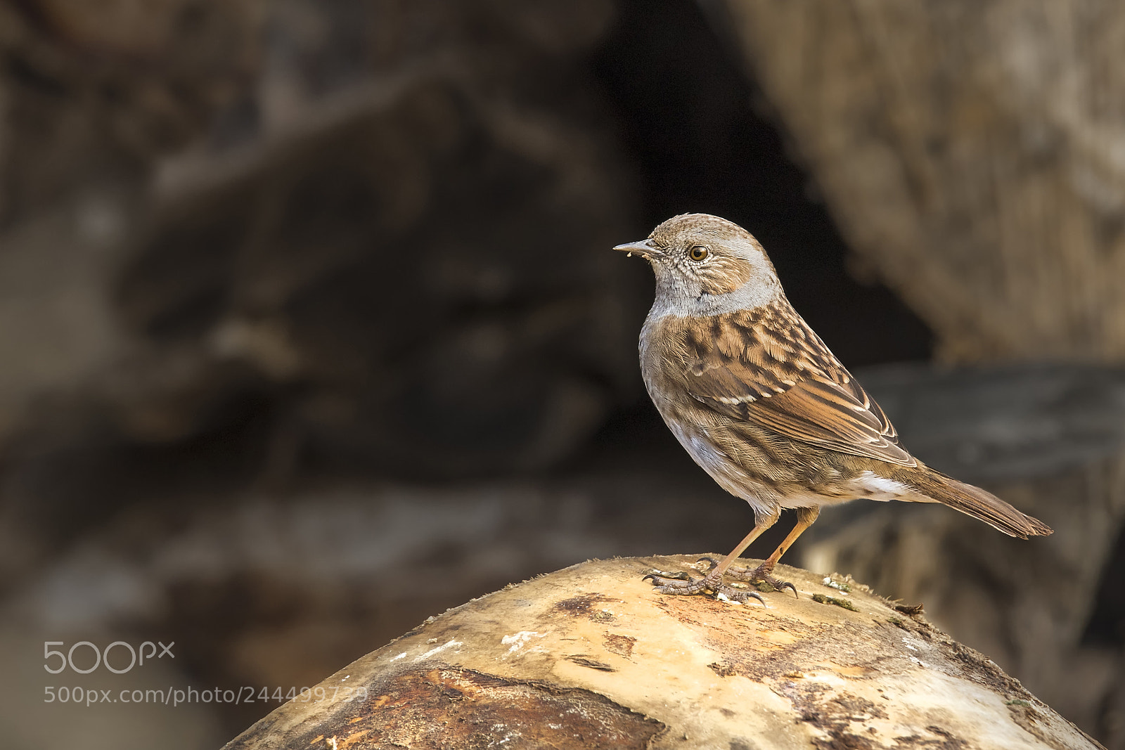 Canon EOS 7D Mark II sample photo. ..passera scopaiola.. photography