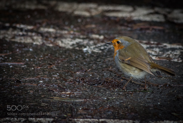 Nikon D7200 sample photo. Ladybower edits () photography