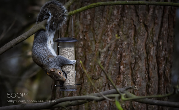 Nikon D7200 sample photo. Ladybower edits () photography