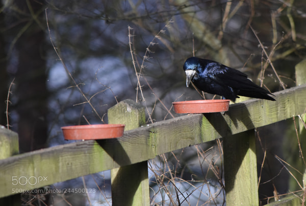 Nikon D7200 sample photo. Ladybower edits () photography