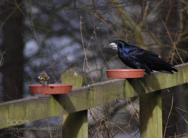Nikon D7200 sample photo. Ladybower edits () photography