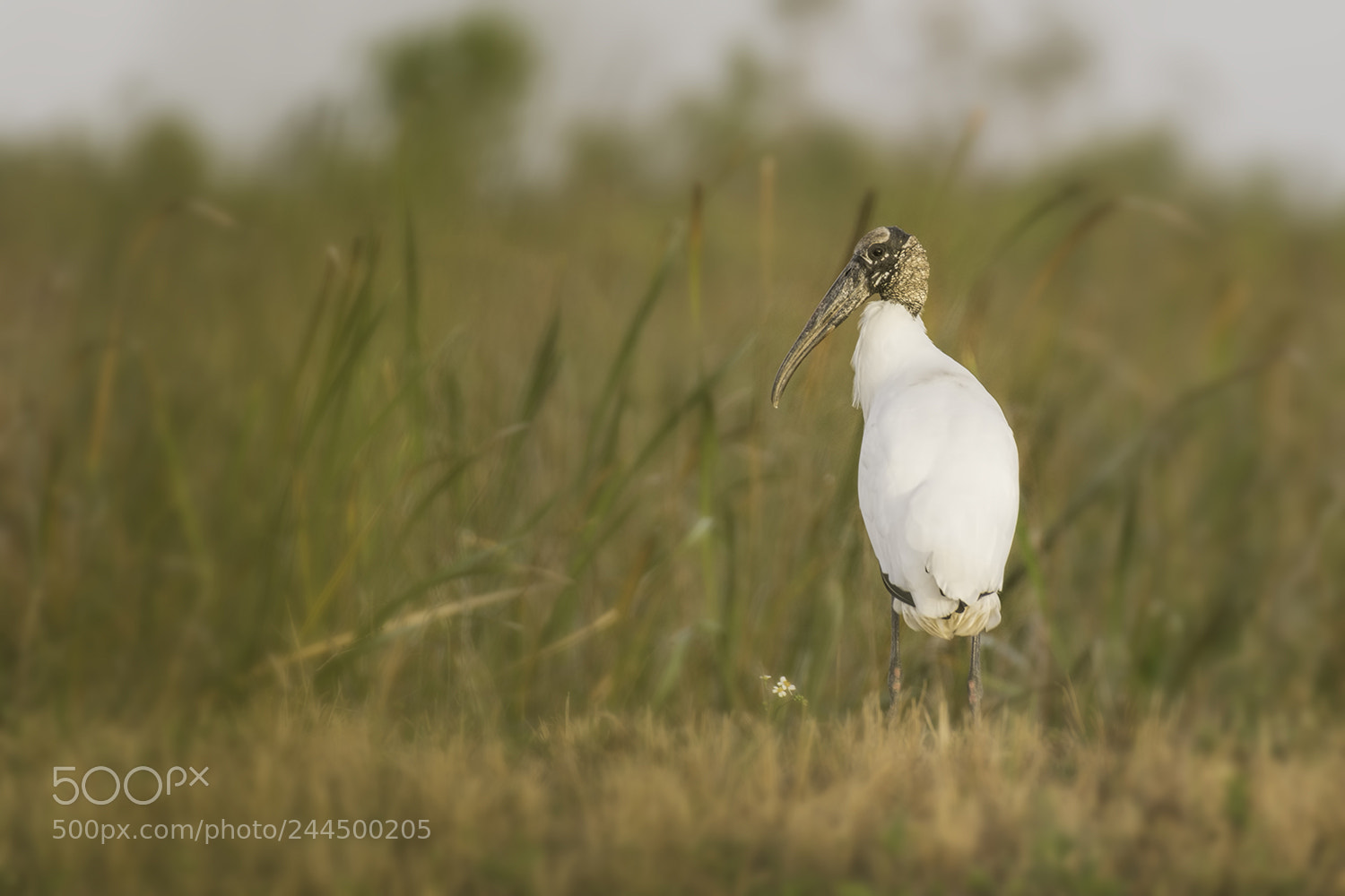 Pentax K-1 sample photo. Wood stork photography