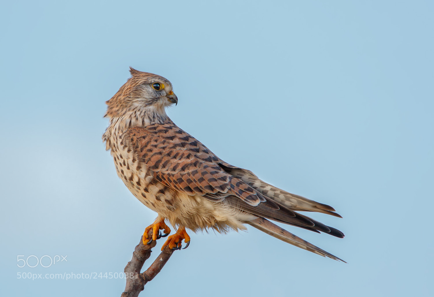 Canon EOS 7D Mark II sample photo. Birds of prey photography