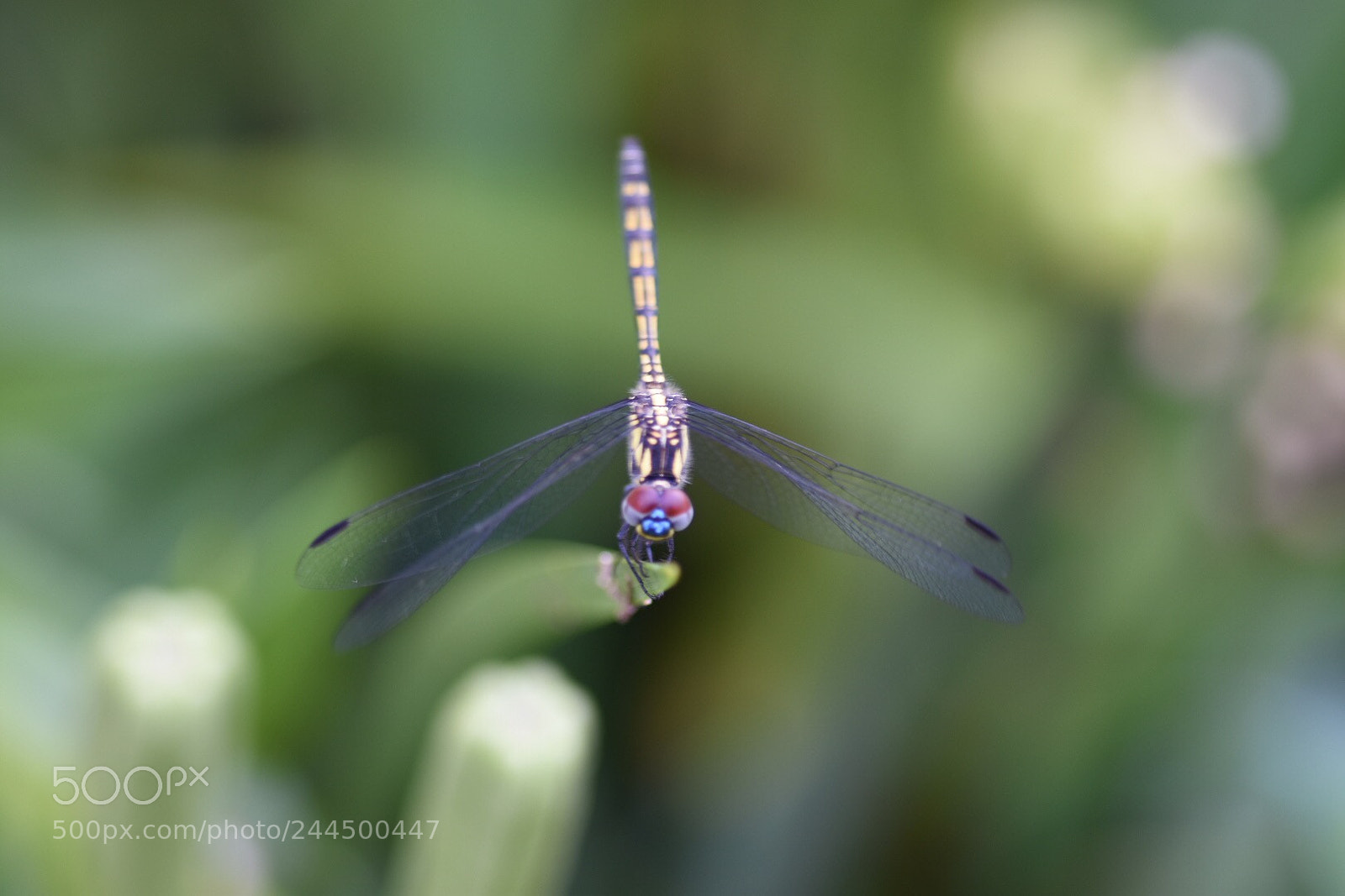 Nikon D7200 sample photo. Untitled photography