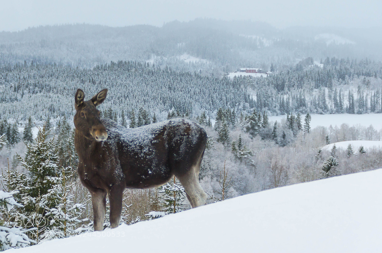 Nikon D5100 sample photo. Moose photography