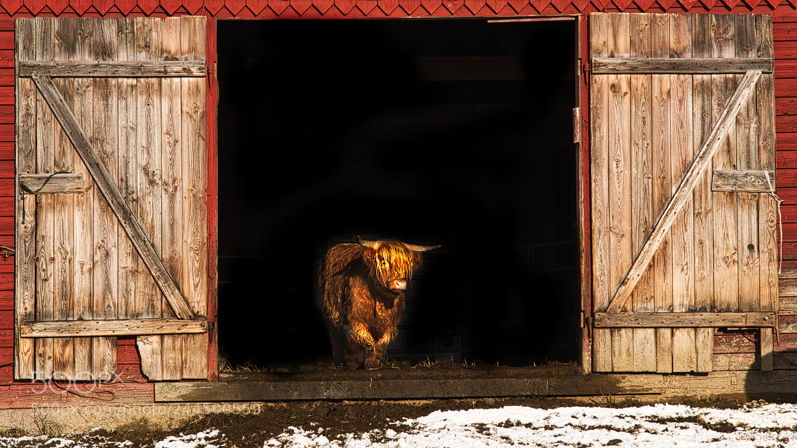 Pentax K-1 sample photo. Highland cow photography