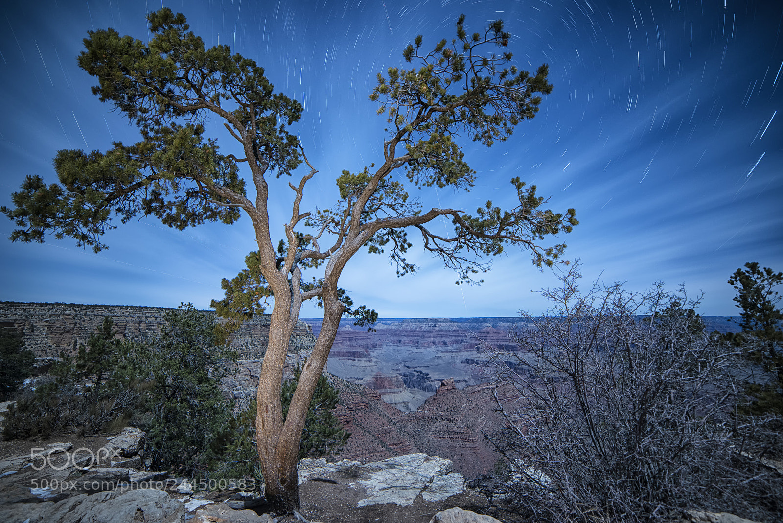 Nikon D800 sample photo. Tree photography