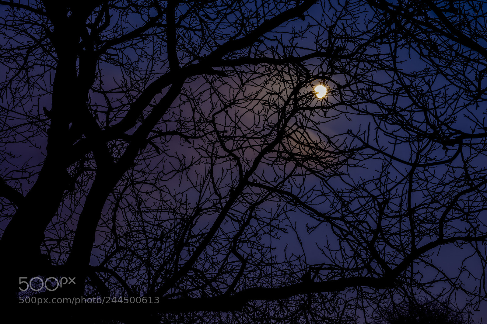 Nikon D7100 sample photo. Moon in tree photography
