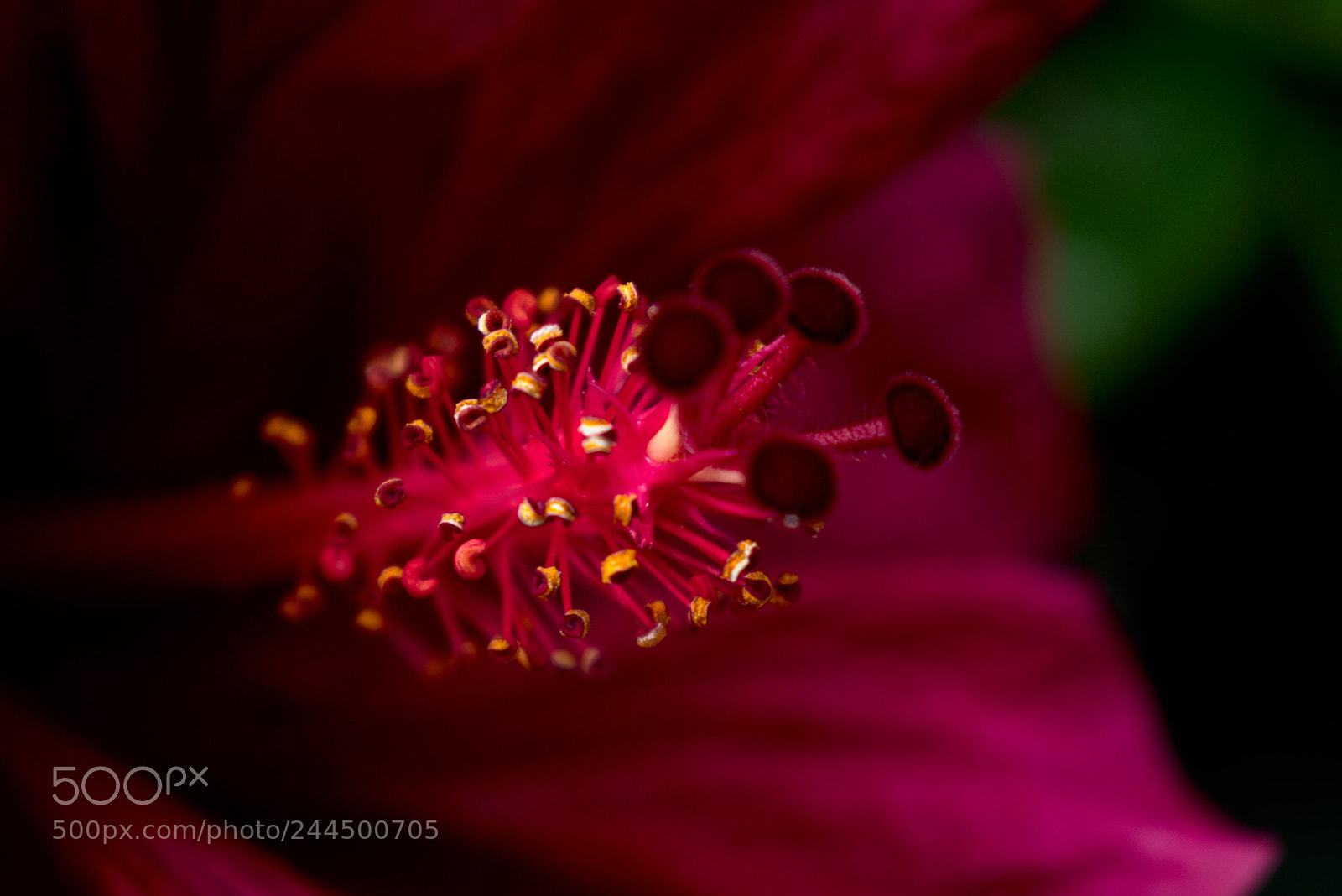 Nikon D3400 sample photo. Flower photography
