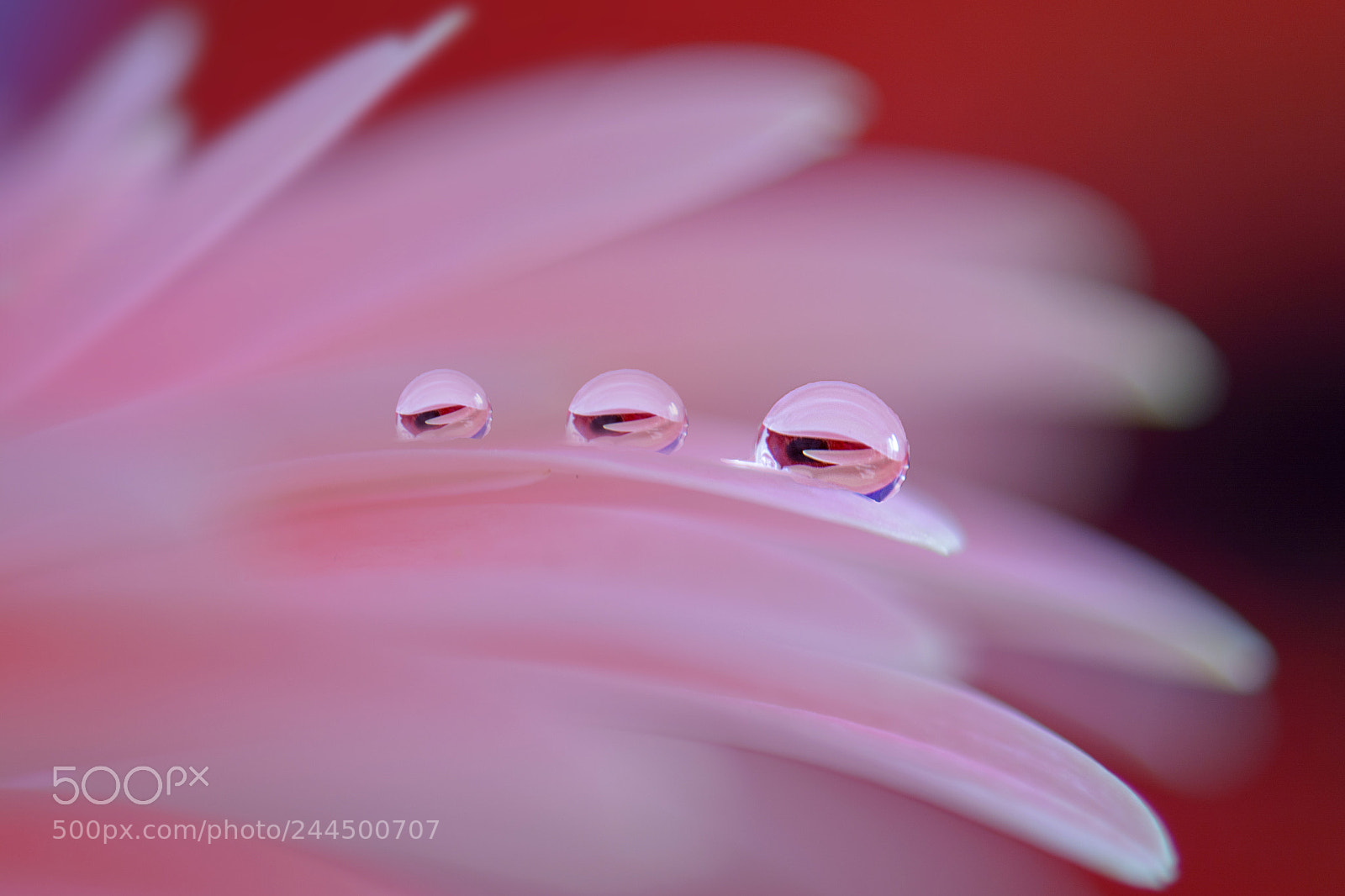Nikon D7100 sample photo. P i n k photography