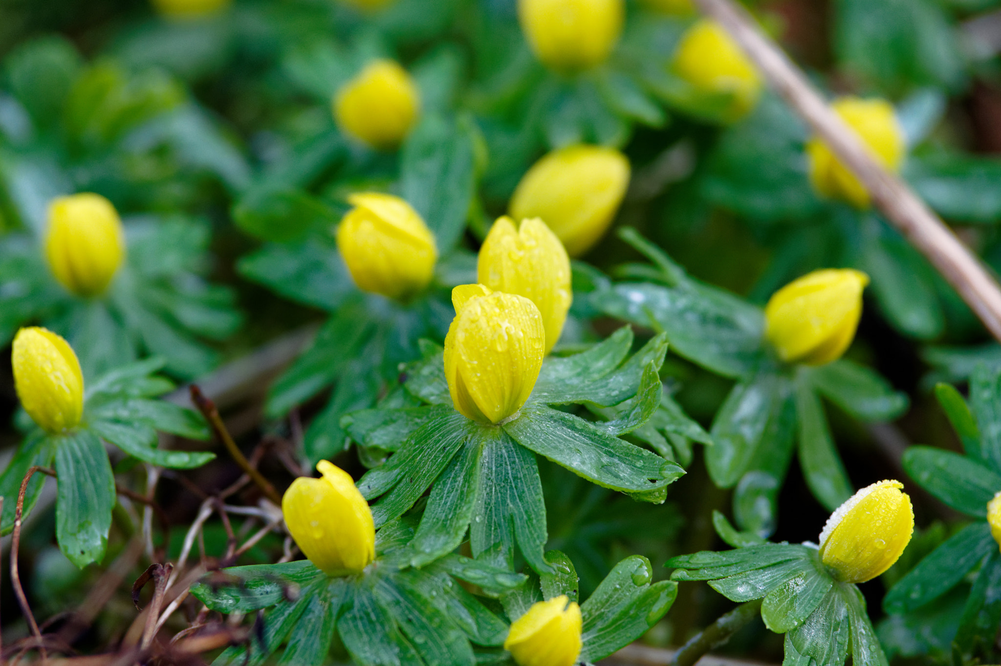 Pentax K-3 II sample photo. Winter aconite photography