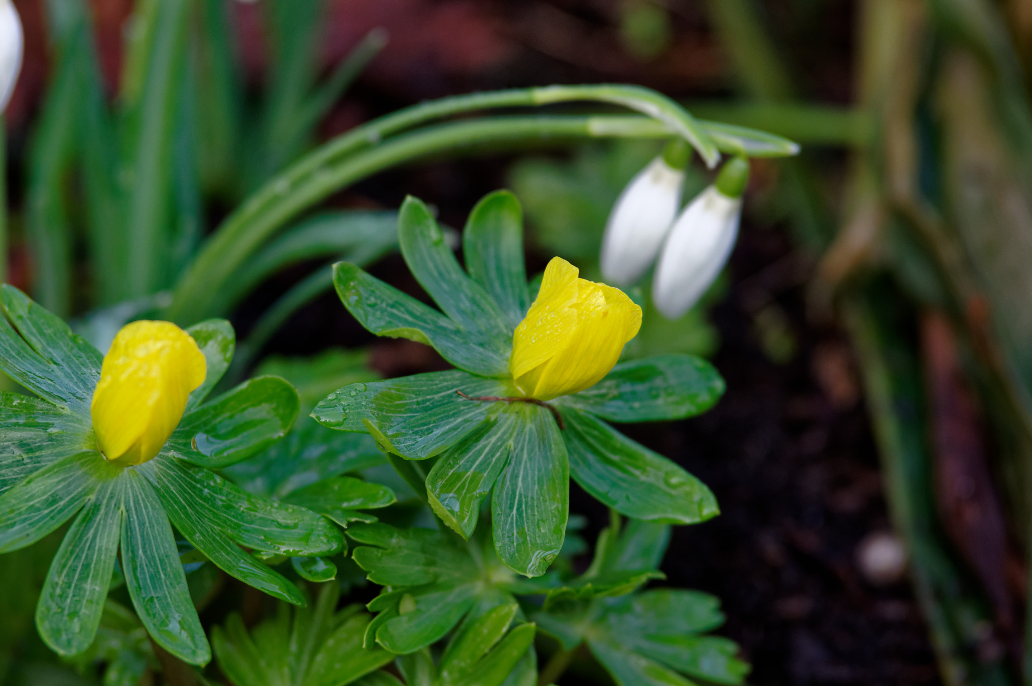 Pentax K-3 II sample photo. Winter aconite photography