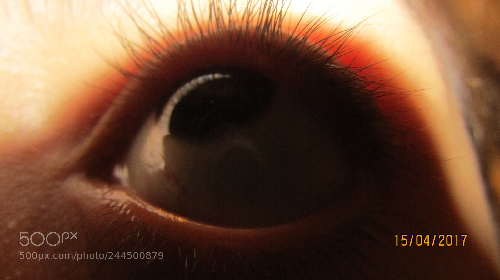 Canon PowerShot SX410 IS sample photo. Lashes photography