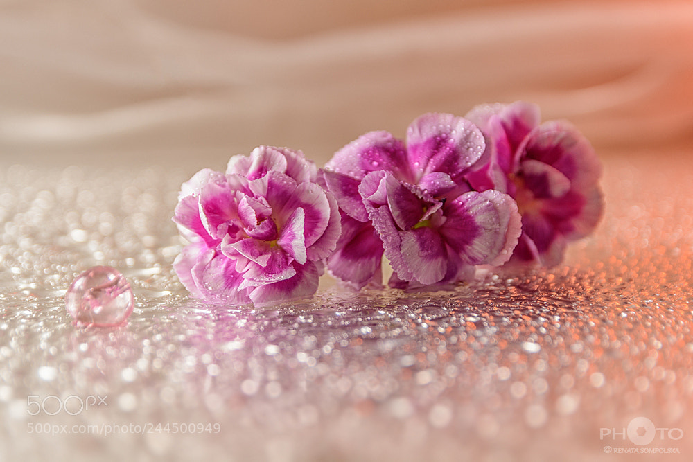 Nikon D7100 sample photo. *** photography