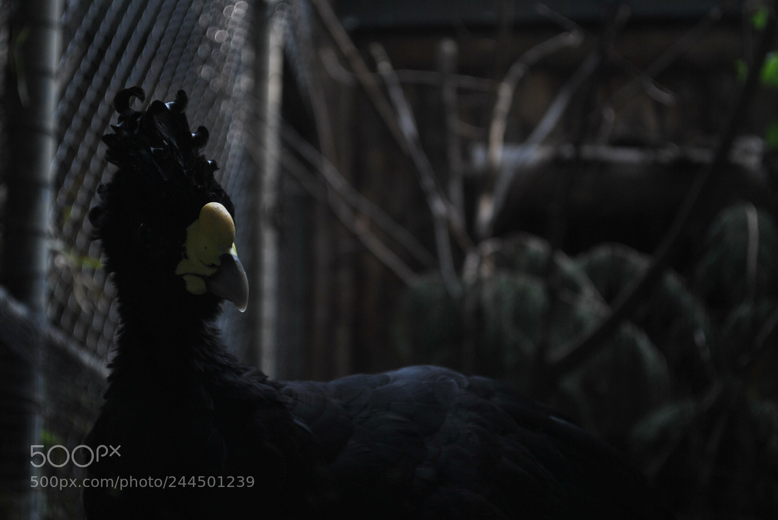Nikon D3000 sample photo. Black bird photography