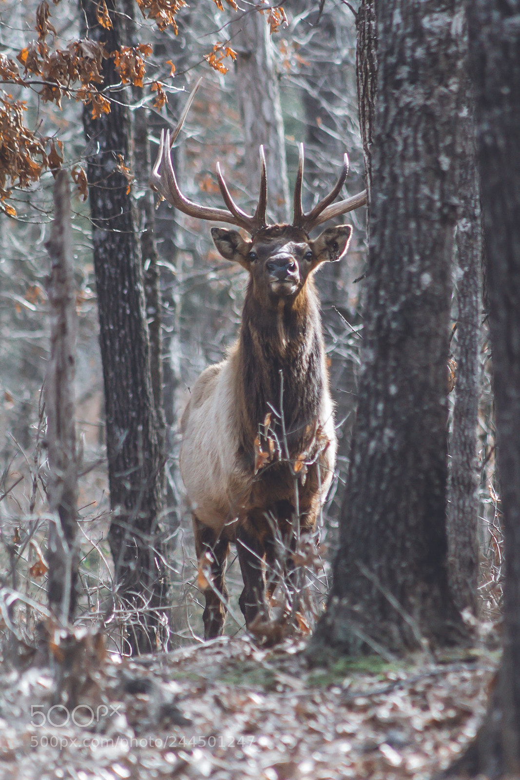 Canon EOS 60D sample photo. Make elk photography