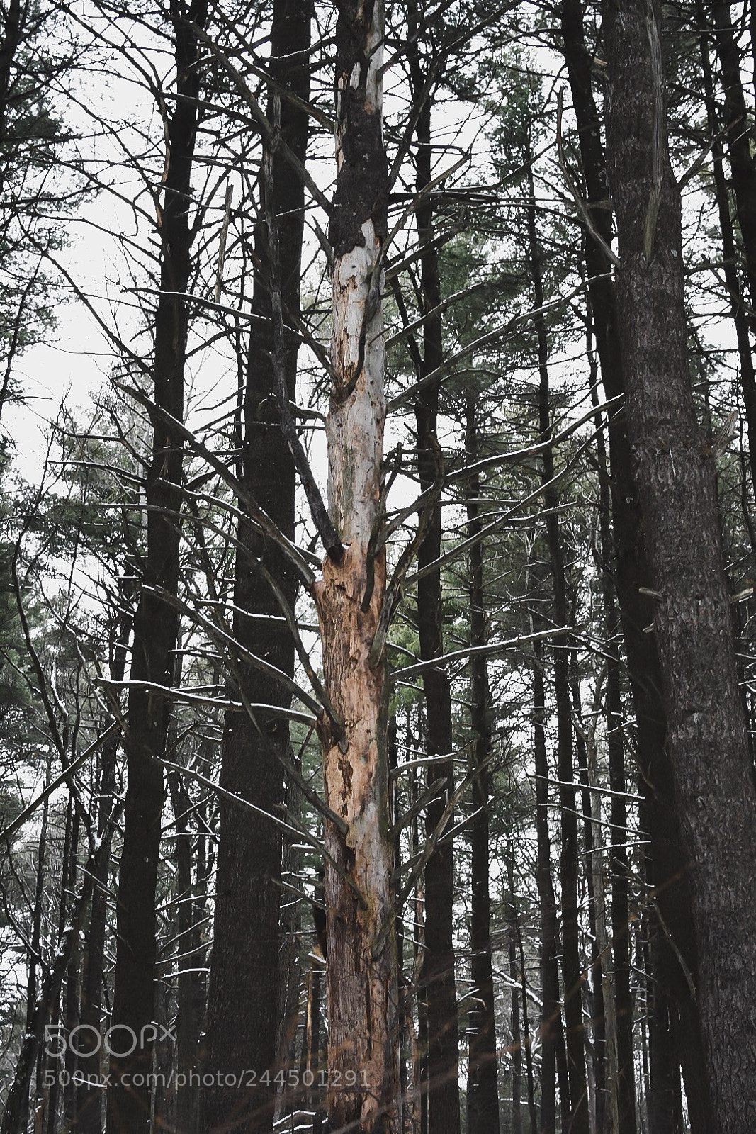 Nikon D7200 sample photo. Woods photography