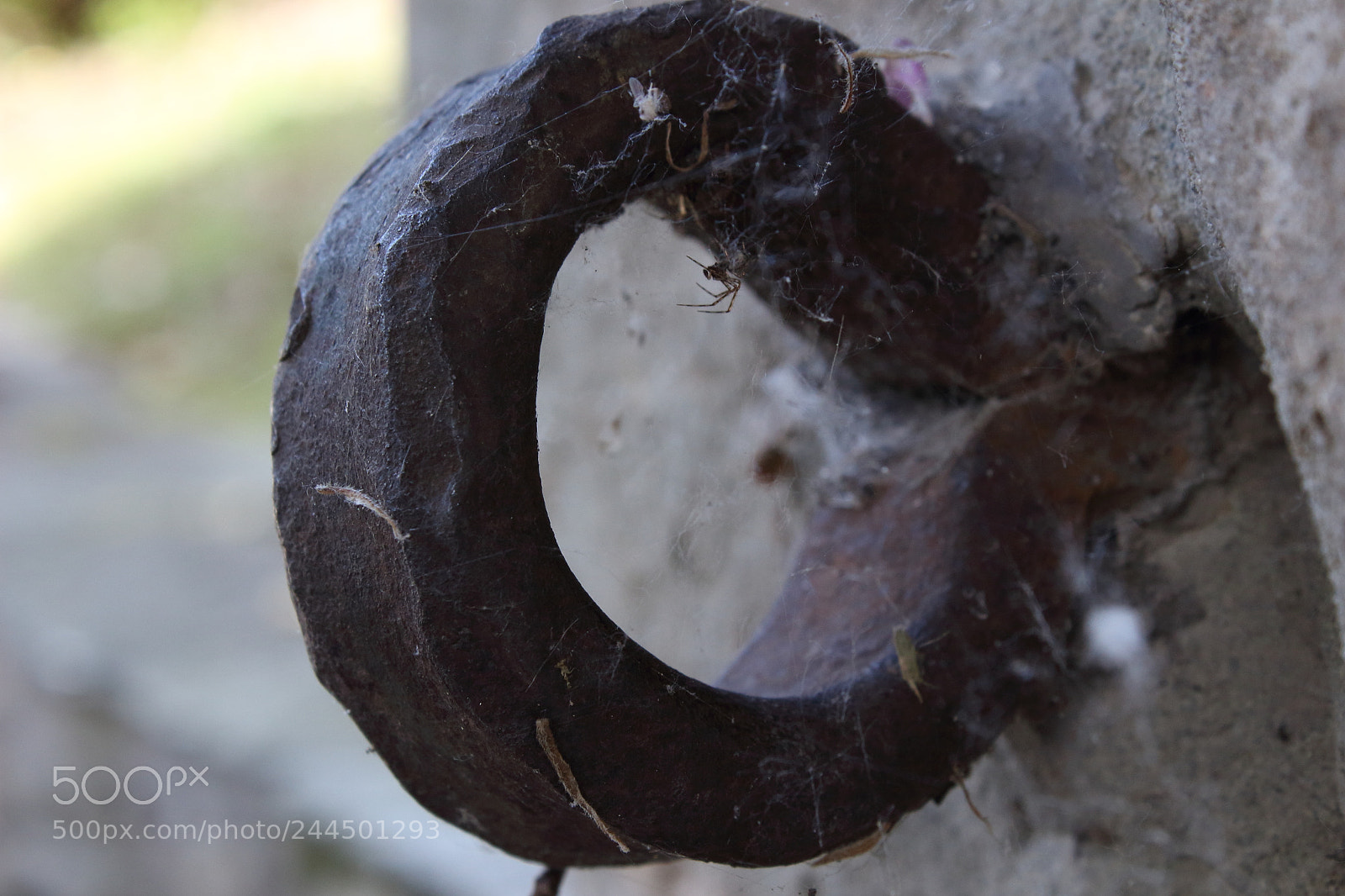Canon EOS 100D (EOS Rebel SL1 / EOS Kiss X7) sample photo. Spider photography