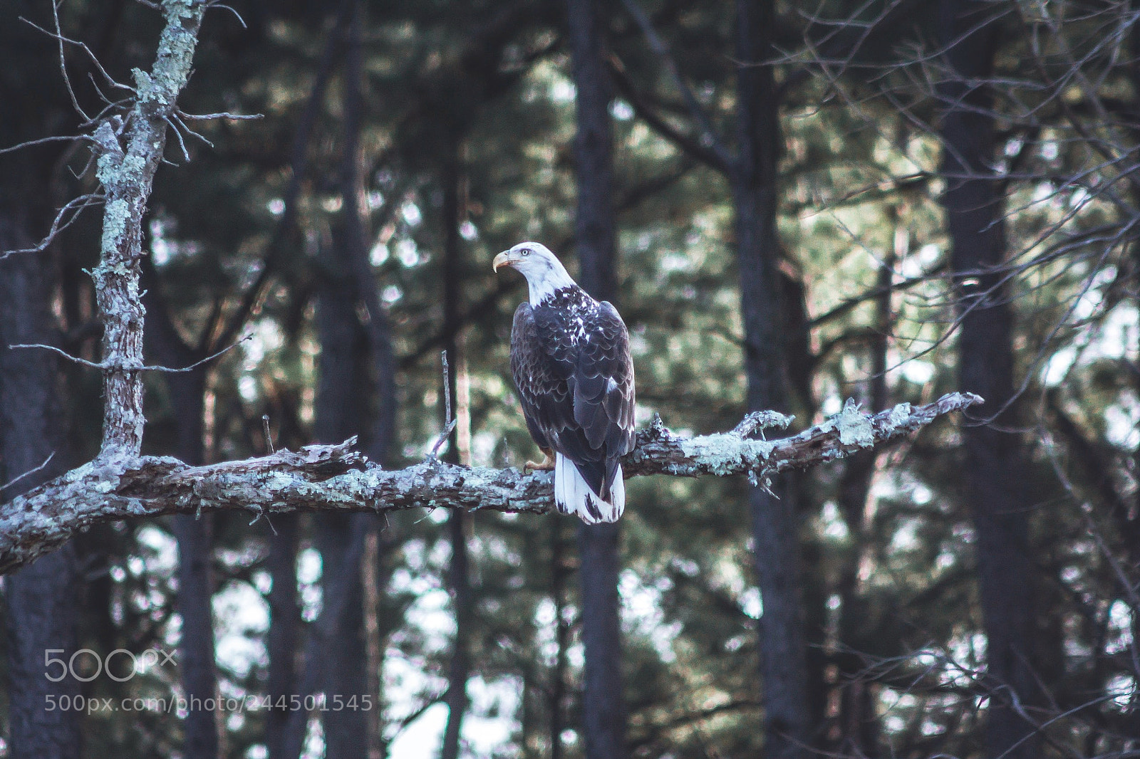 Canon EOS 60D sample photo. American bald eagle photography