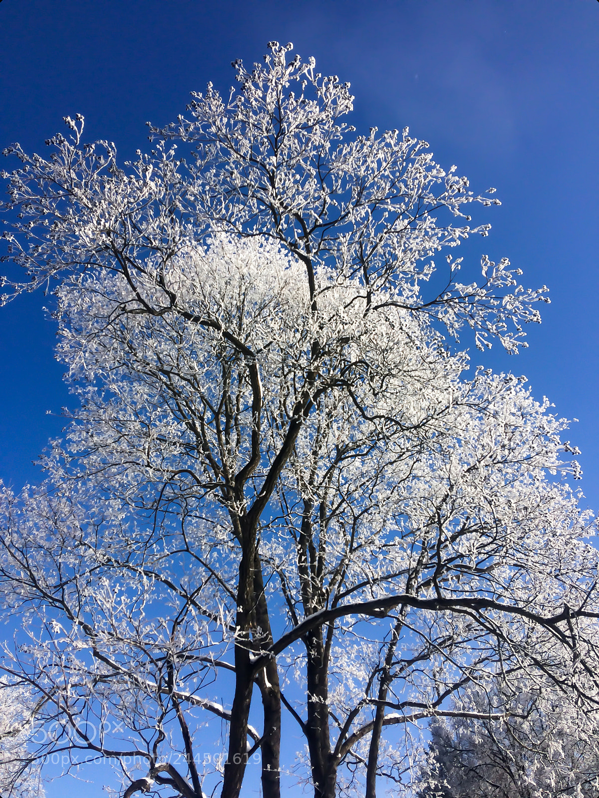 Apple iPhone 5s sample photo. Frozen photography