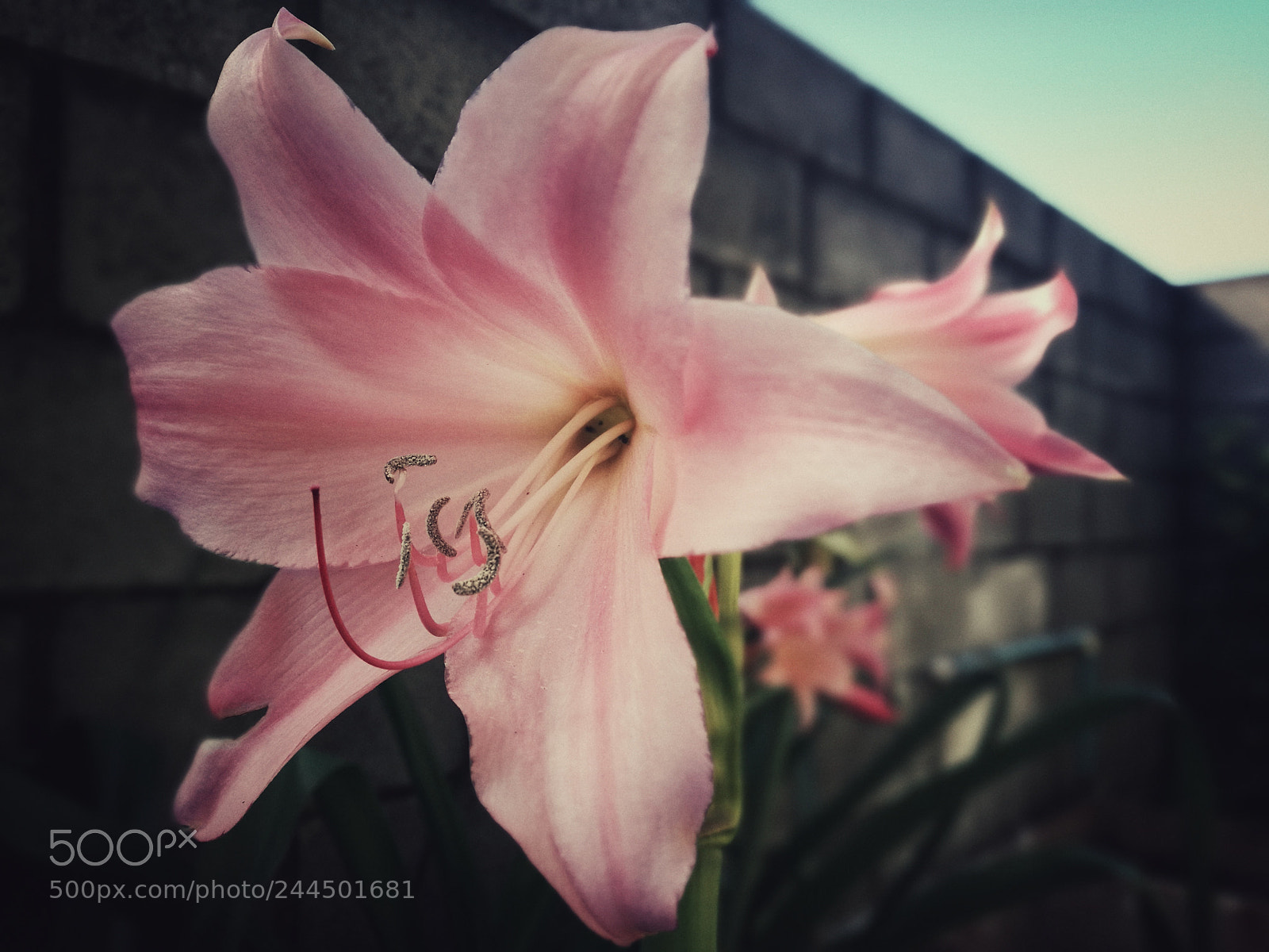 HUAWEI P9 sample photo. Somewhere flower photography