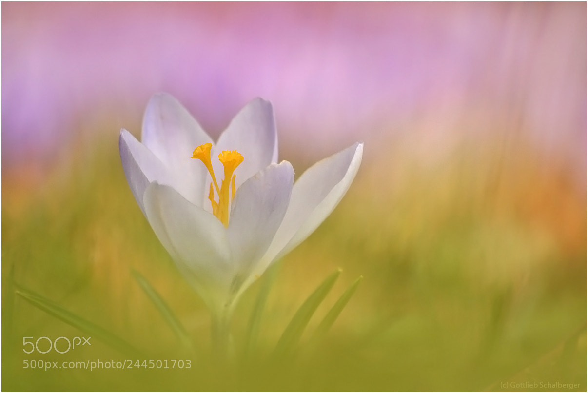 Nikon D90 sample photo. Crocus neapolitanus photography