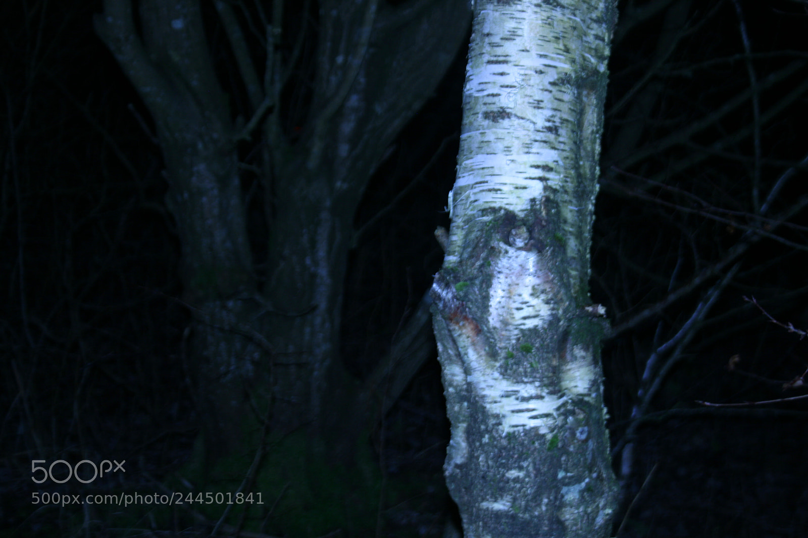 Canon EF-S 18-55mm F3.5-5.6 II sample photo. Close up with extra. photography