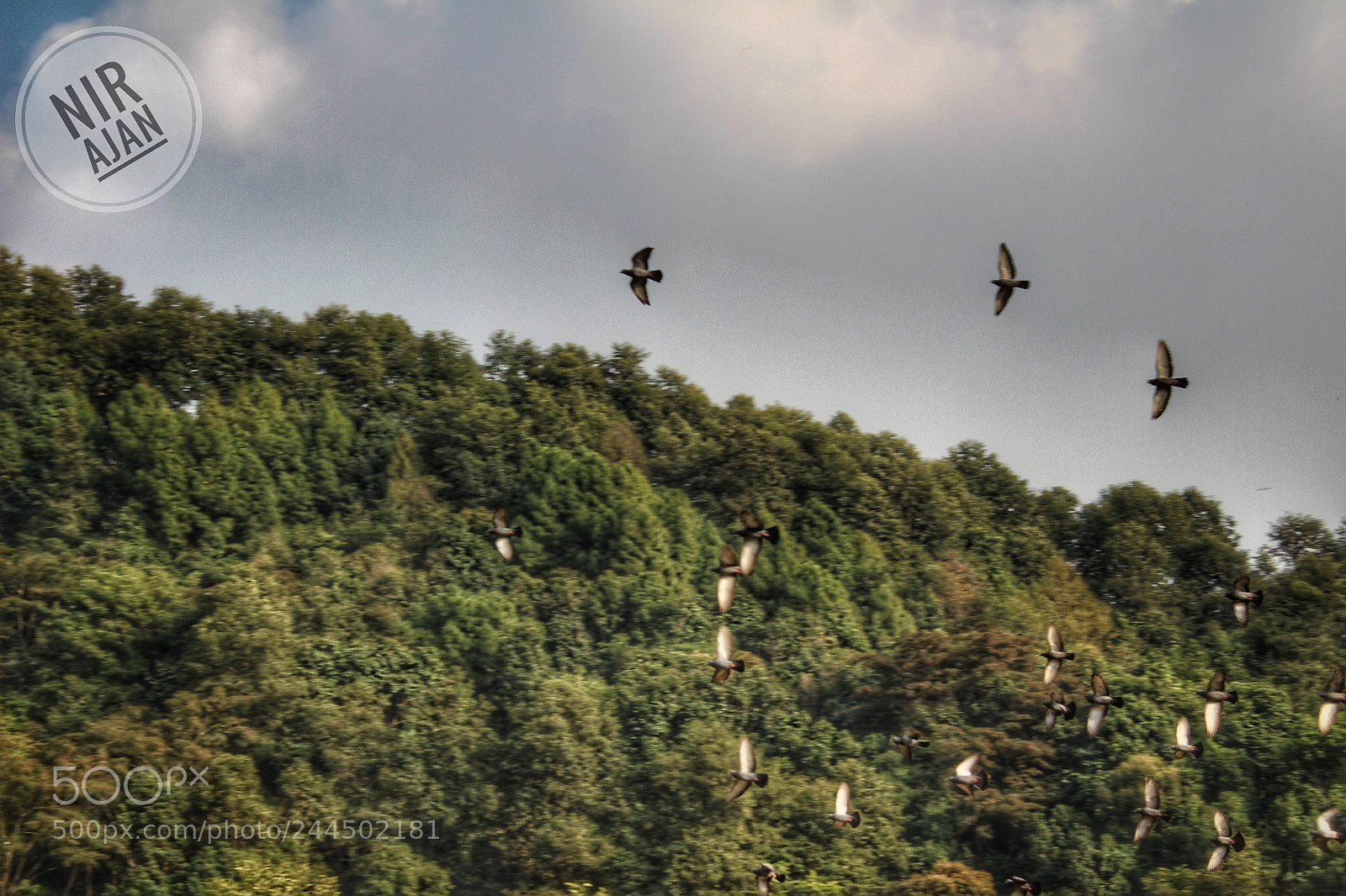 Canon EOS 650D (EOS Rebel T4i / EOS Kiss X6i) sample photo. Flying birds. photography