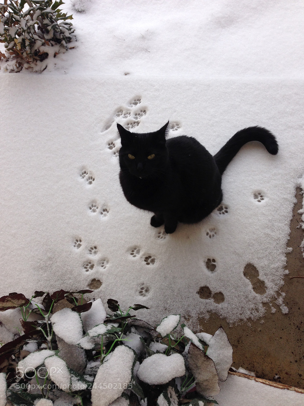 Apple iPhone 5 sample photo. Wintercat.jpg photography