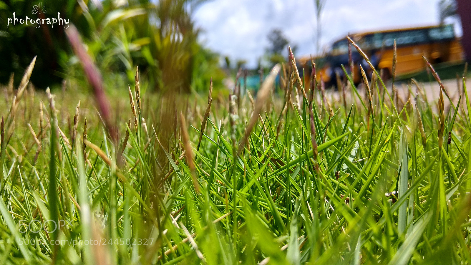 Xiaomi Redmi Note 4 sample photo. Grass photography
