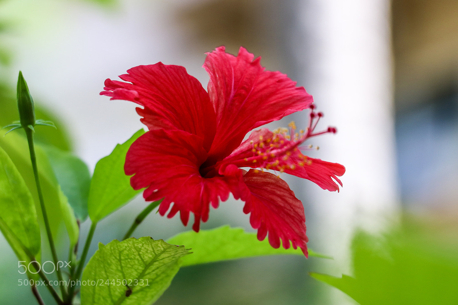 Canon EOS 750D (EOS Rebel T6i / EOS Kiss X8i) sample photo. Untitled photography