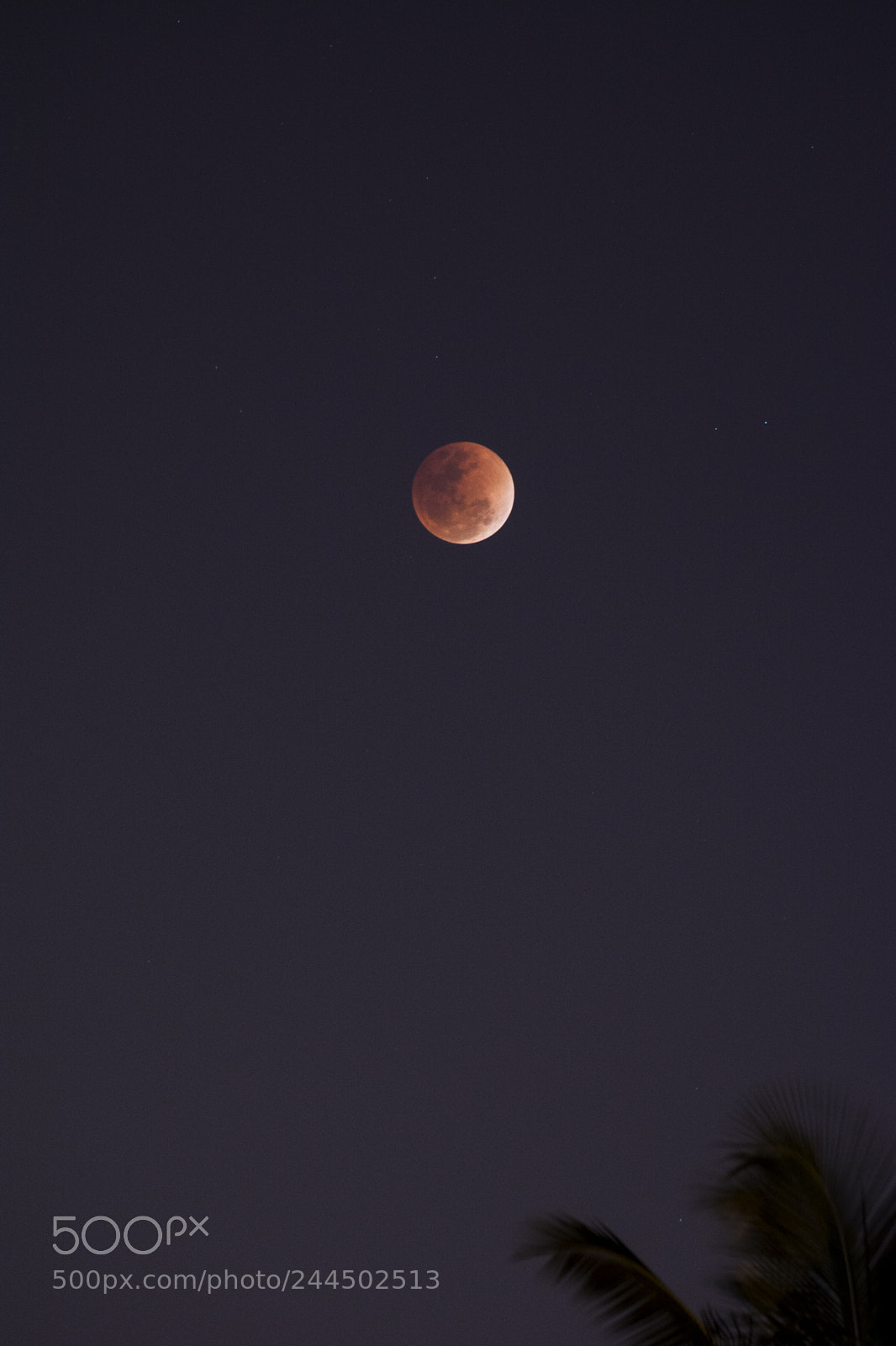 Nikon D7100 sample photo. Blood moon eclipse photography