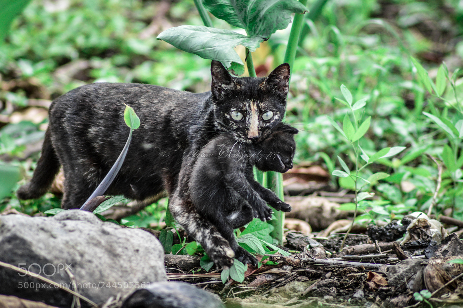 Nikon D3200 sample photo. Mothe cat running to photography