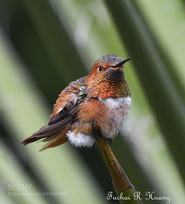 Nikon D500 sample photo. Allen's hummingbird photography