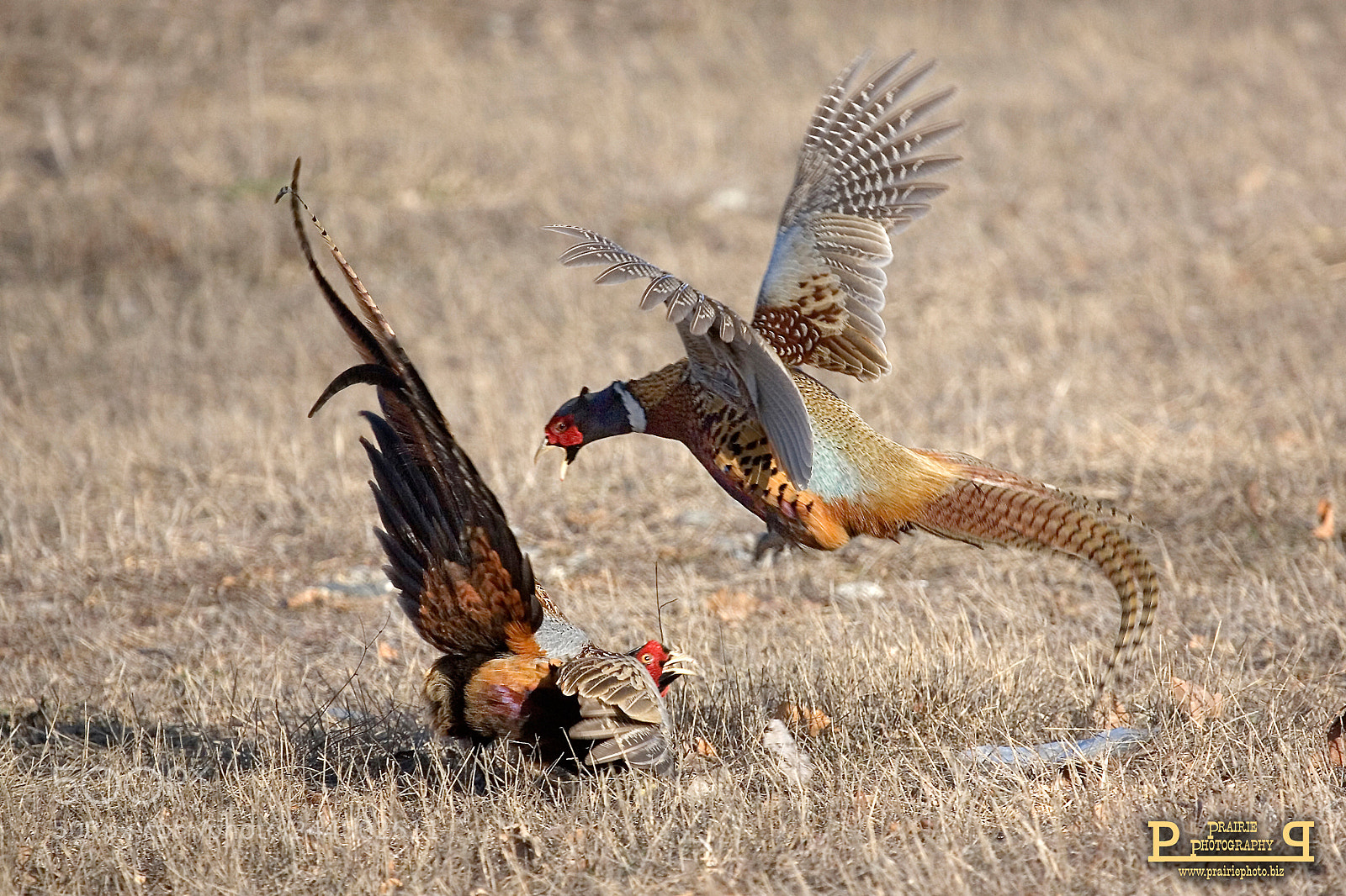 Canon EOS-1D Mark II N sample photo. Pheasant phight photography