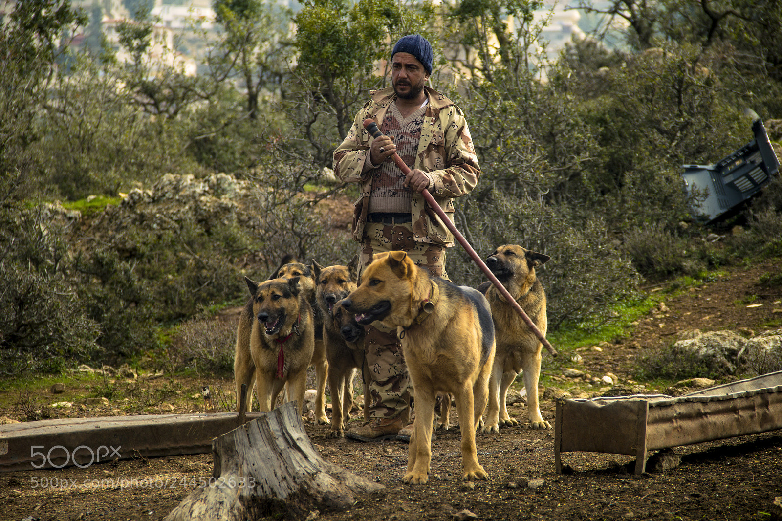 Canon EOS 60D sample photo. Coach dogs photography