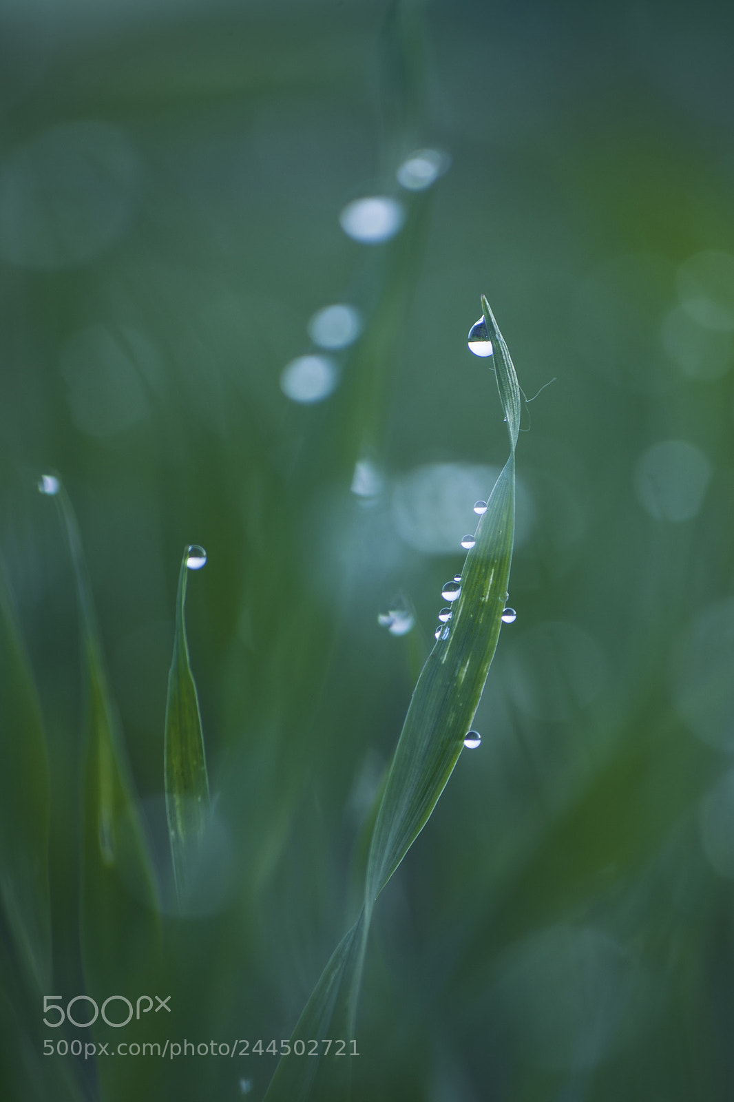 Pentax K-S2 sample photo. Drops photography