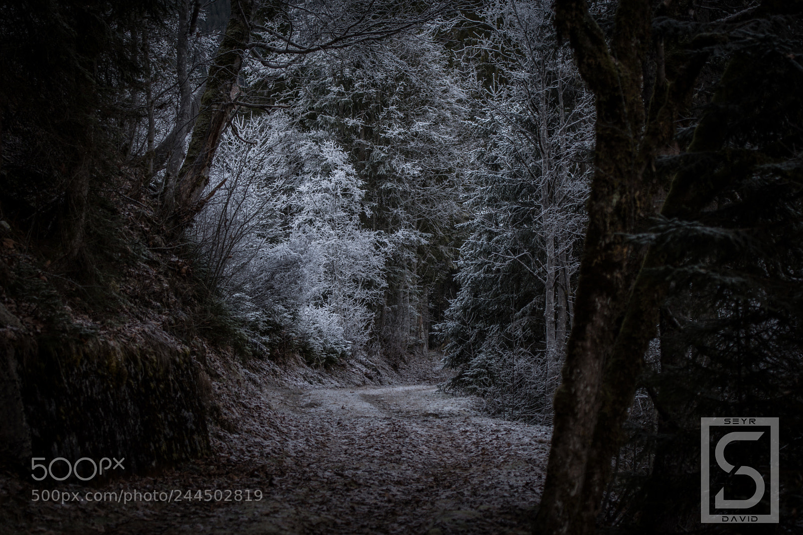 Nikon D7200 sample photo. Winter photography