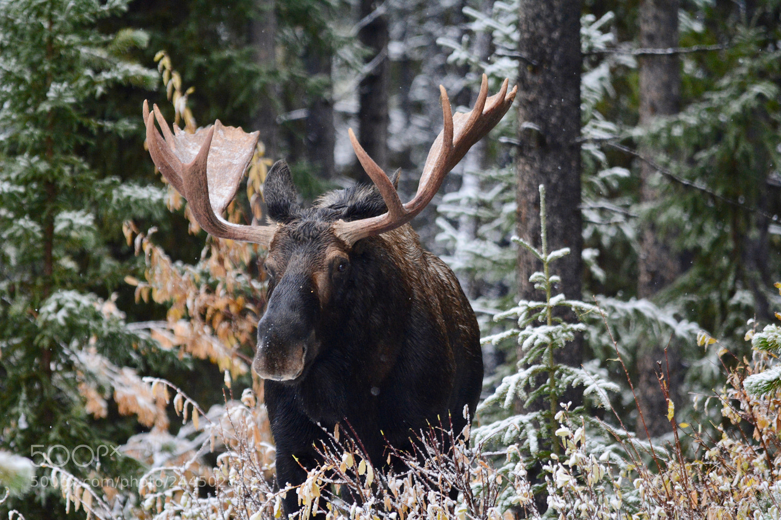 Nikon D7100 sample photo. Moosin' up photography