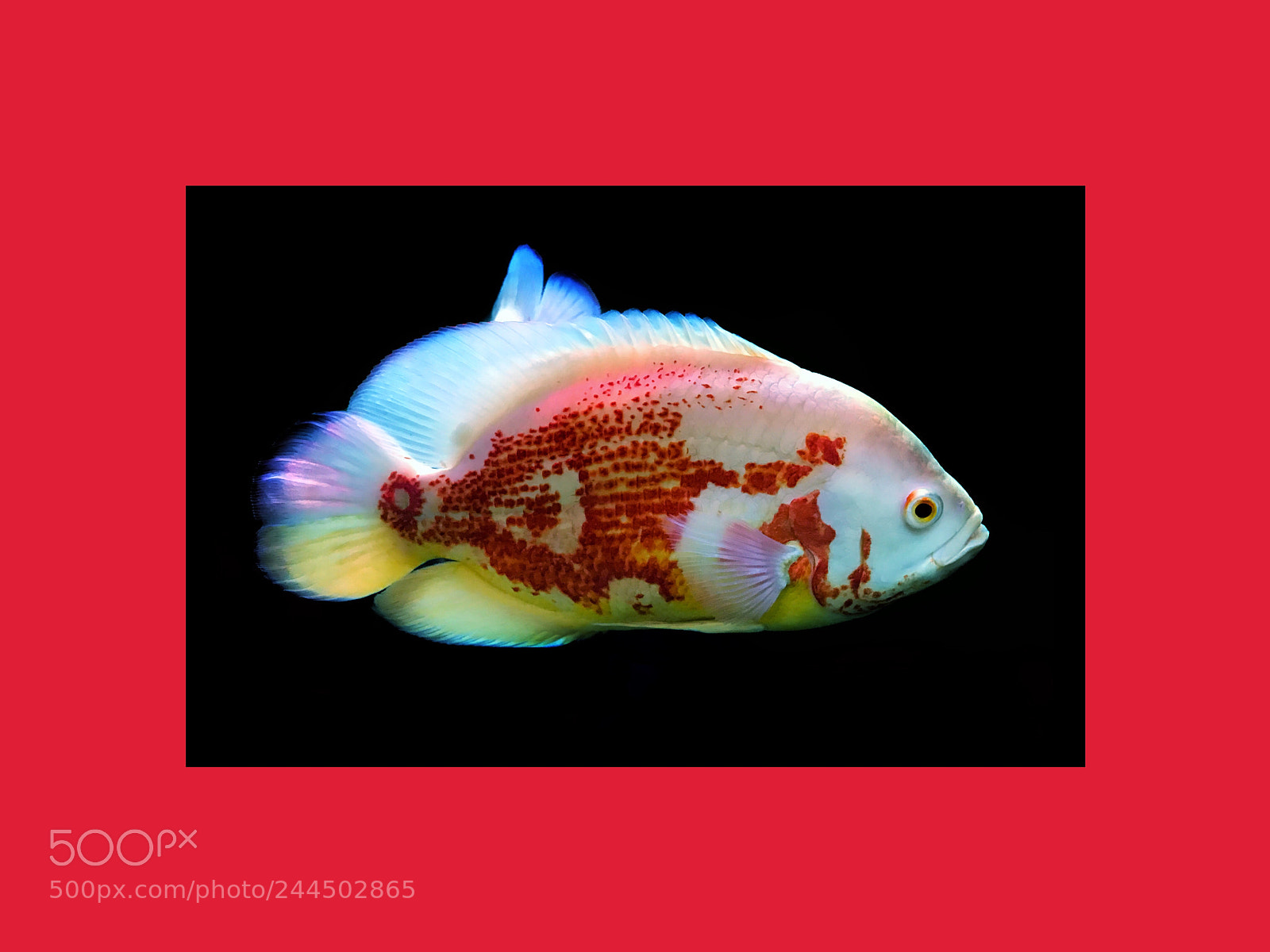 Apple iPhone 7 Plus sample photo. Fish astronaut photography